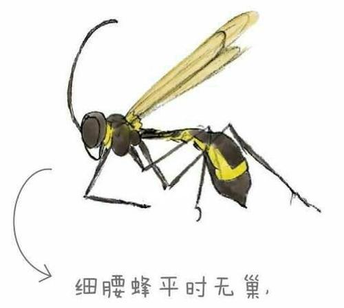 部落冲突昆虫日记玩法指南是什么？
