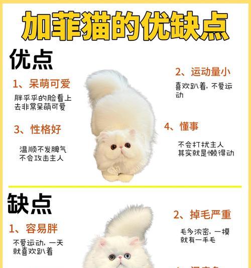 加菲猫在王者荣耀中的玩法是什么？加菲猫技能如何搭配？