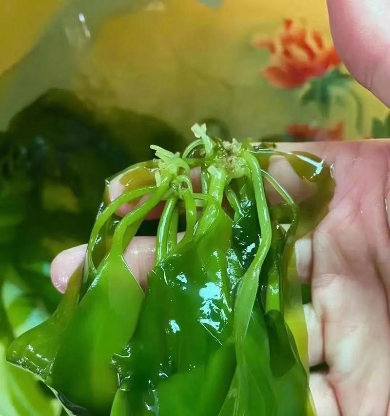 怎么种植海带我的世界？海带种植的正确方法是什么？