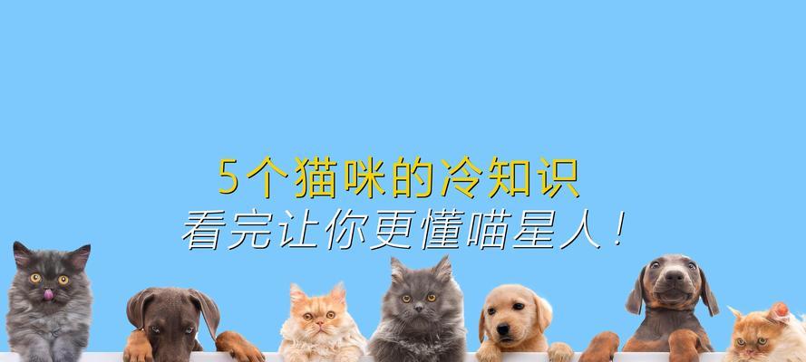 以爱江山更爱美人猫咪，如何评判猫咪的星级（爱护宠物从了解开始）