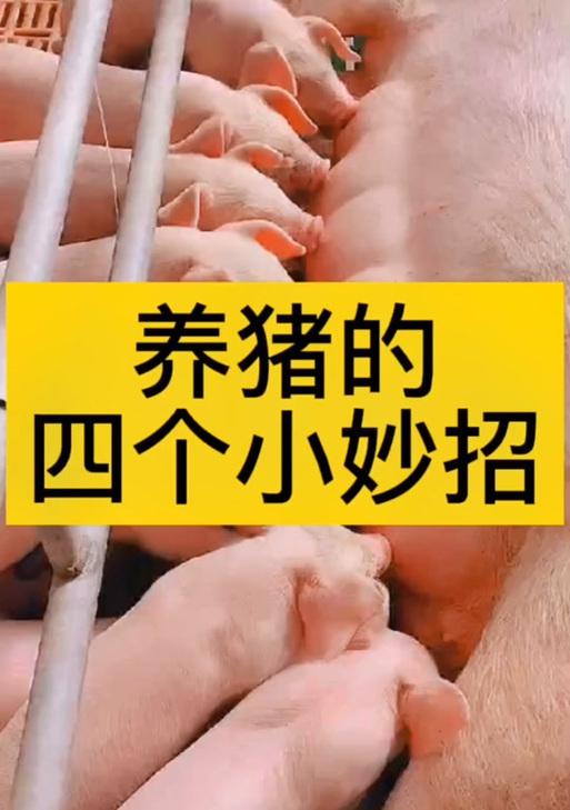 我的世界怎么养猪教程？养猪的基本步骤有哪些？